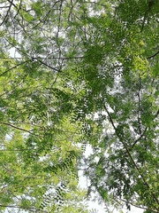 Libidibia sclerocarpa