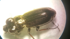 Notiophilus germinyi