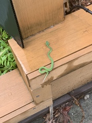 Trimeresurus macrops
