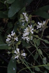 Noccaea fendleri