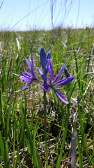 Camassia quamash quamash