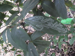 Viburnum tinoides