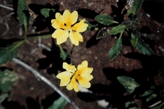 Goodenia glabra