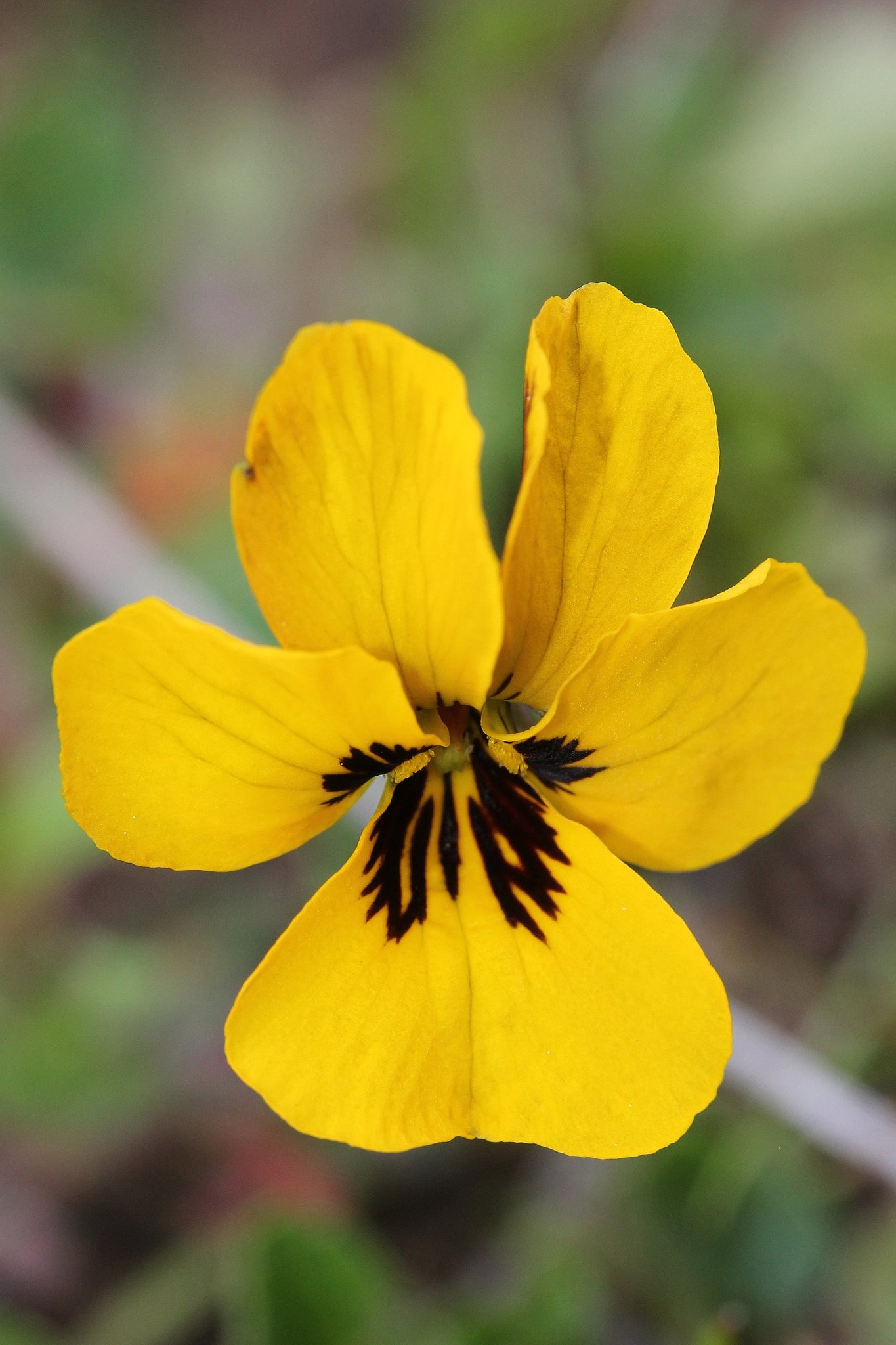 Viola pedunculata ssp. pedunculata