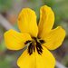 Viola pedunculata pedunculata - Photo (c) David A. Hofmann, some rights reserved (CC BY-NC-ND)