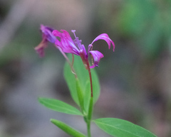 Clarkia concinna