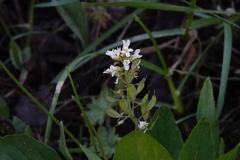 Noccaea fendleri