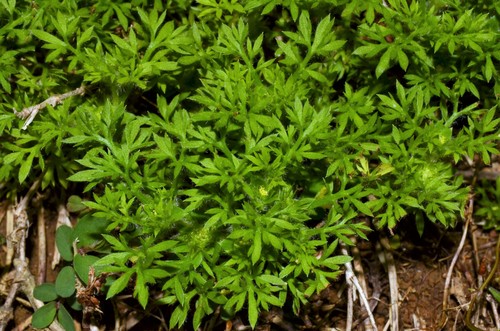 Soliva sessilis