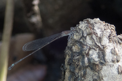 Mortonagrion falcatum