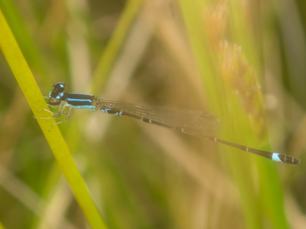 Mortonagrion falcatum