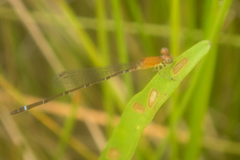 Mortonagrion falcatum