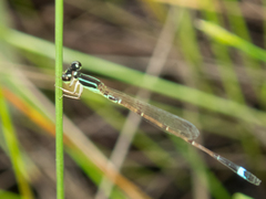 Mortonagrion falcatum