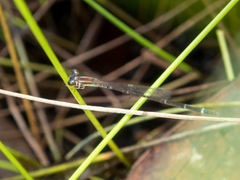 Mortonagrion falcatum