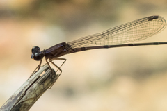 Mortonagrion falcatum