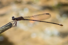 Mortonagrion falcatum