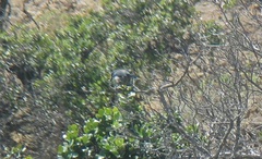 Aphelocoma insularis