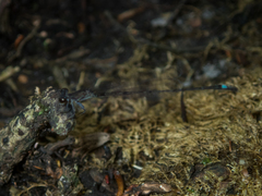 Mortonagrion falcatum