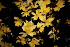 Goodenia pinnatifida