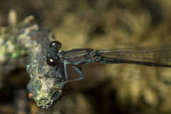 Mortonagrion falcatum