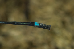 Mortonagrion falcatum