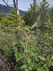 Rhododendron groenlandicum