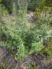 Rhododendron groenlandicum