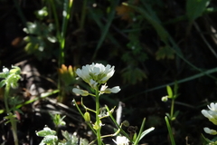 Noccaea fendleri