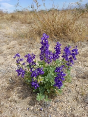 Lupinus odoratus