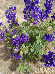 Lupinus odoratus