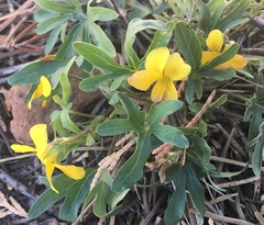 Viola lobata