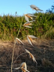 Avena sterilis