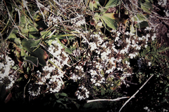 Euphrasia alsa