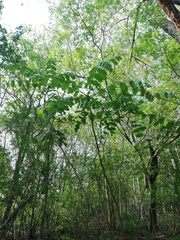 Comocladia macrophylla