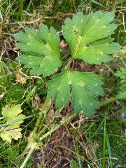 Ranunculus repens