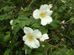 Rosa albertii
