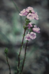 Euphrasia collina paludosa
