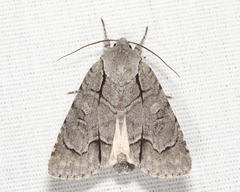 Acronicta radcliffei