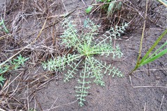 Gilia capitata chamissonis