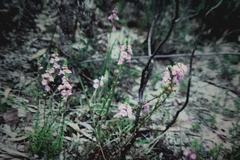 Euphrasia collina paludosa