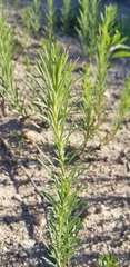 Asclepias verticillata