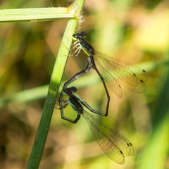 Mortonagrion falcatum