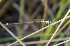Mortonagrion falcatum