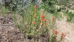 Castilleja martini martini