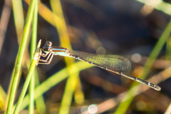 Mortonagrion falcatum
