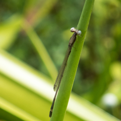 Mortonagrion falcatum