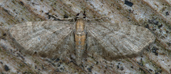 Eupithecia haworthiata