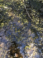 Sphagnum fallax