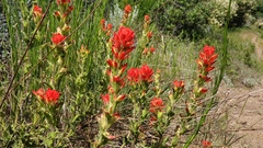 Castilleja martini martini