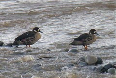 Speculanas specularis