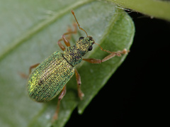 Polydrusus pterygomalis